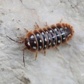 Rollassel (Armadillidium sp.)